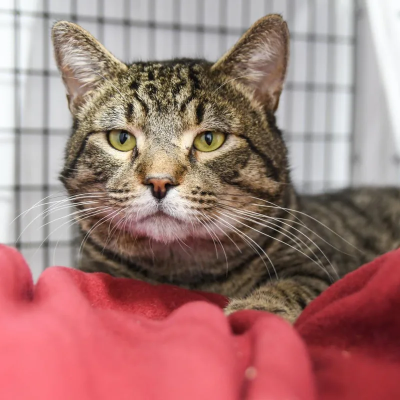An adult large-sized male Domestic Short Hair cat named Silvio for adoption in Ewing, NJ