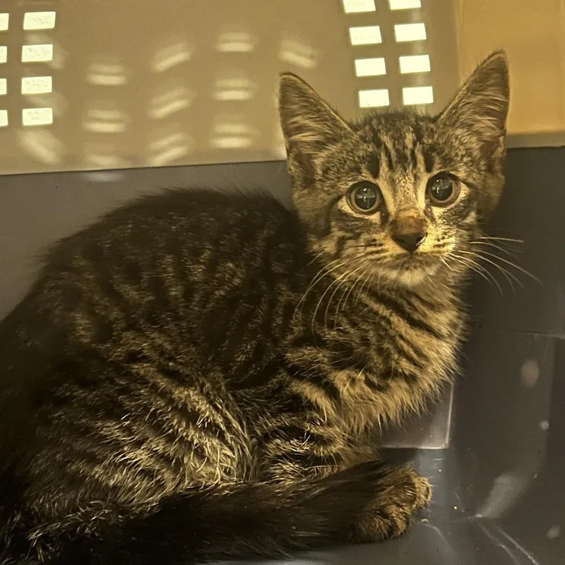 A baby small-sized male Brown / Chocolate Domestic Short Hair cat named Poptart for adoption in Chattanooga, TN