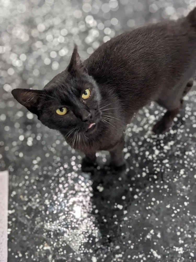 An adult medium-sized female Black Domestic Short Hair cat named Raisin for adoption in Lewisburg, TN