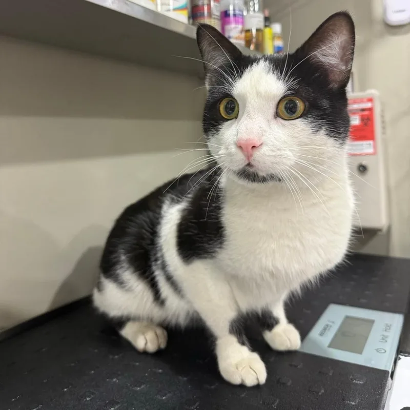 A young medium-sized male Black & White / Tuxedo Domestic Short Hair cat named Reebok for adoption in Bridgeville, PA