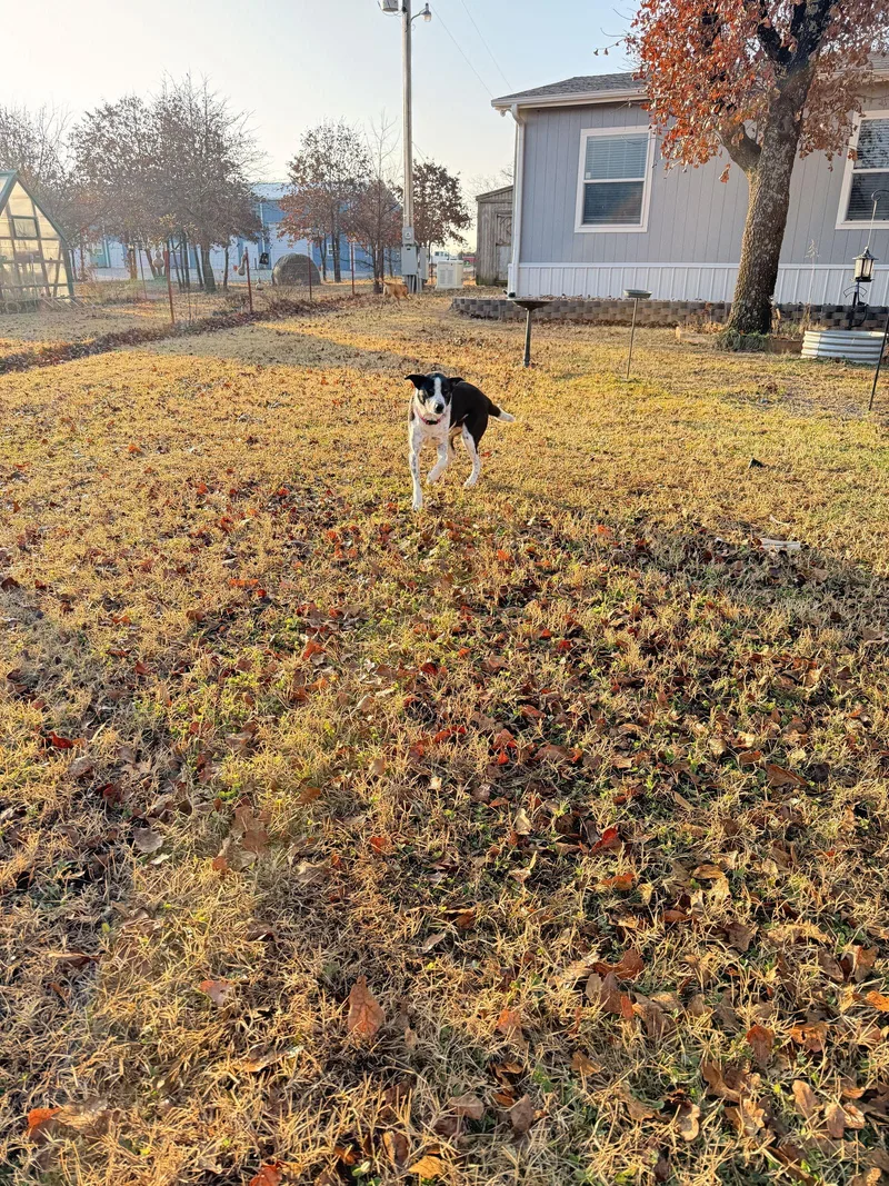 Bojangles thumbnail 2