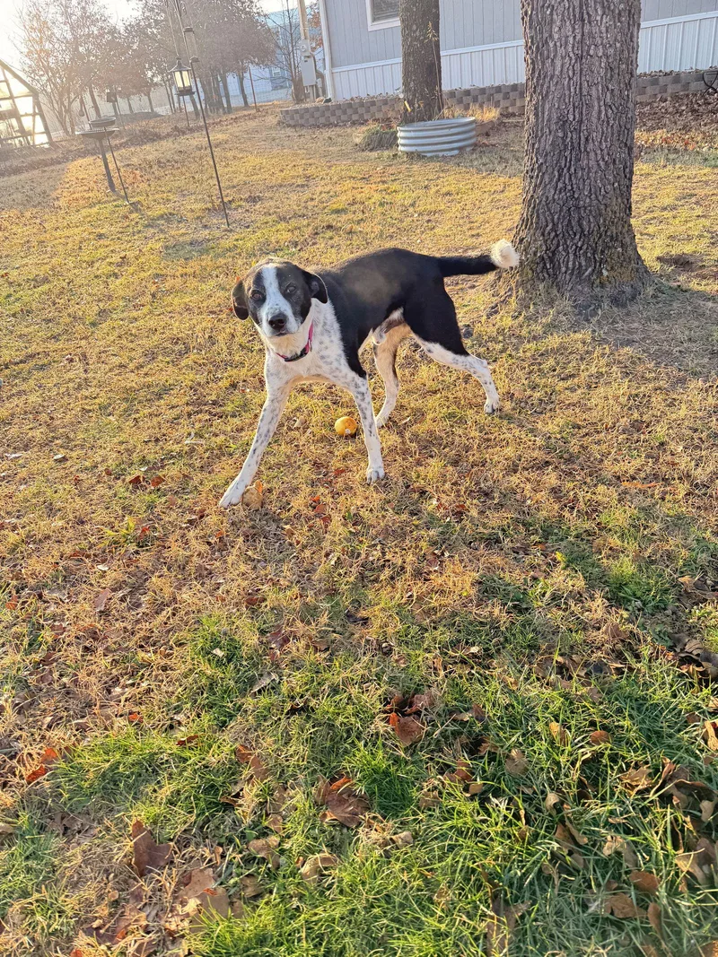 Bojangles thumbnail 3