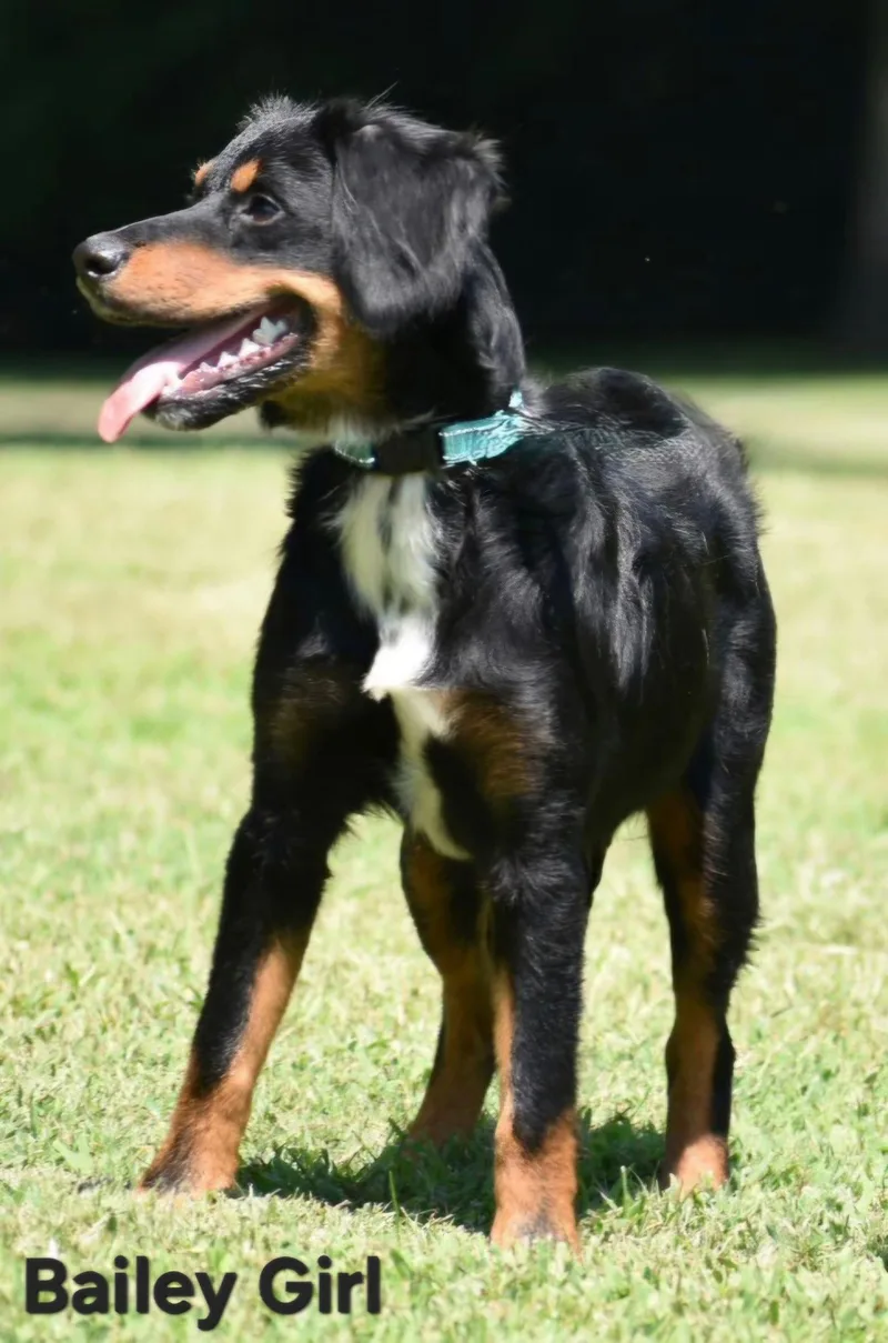 A young medium-sized female Australian Shepherd dog named Bailey Girl for adoption in Franklin, TN