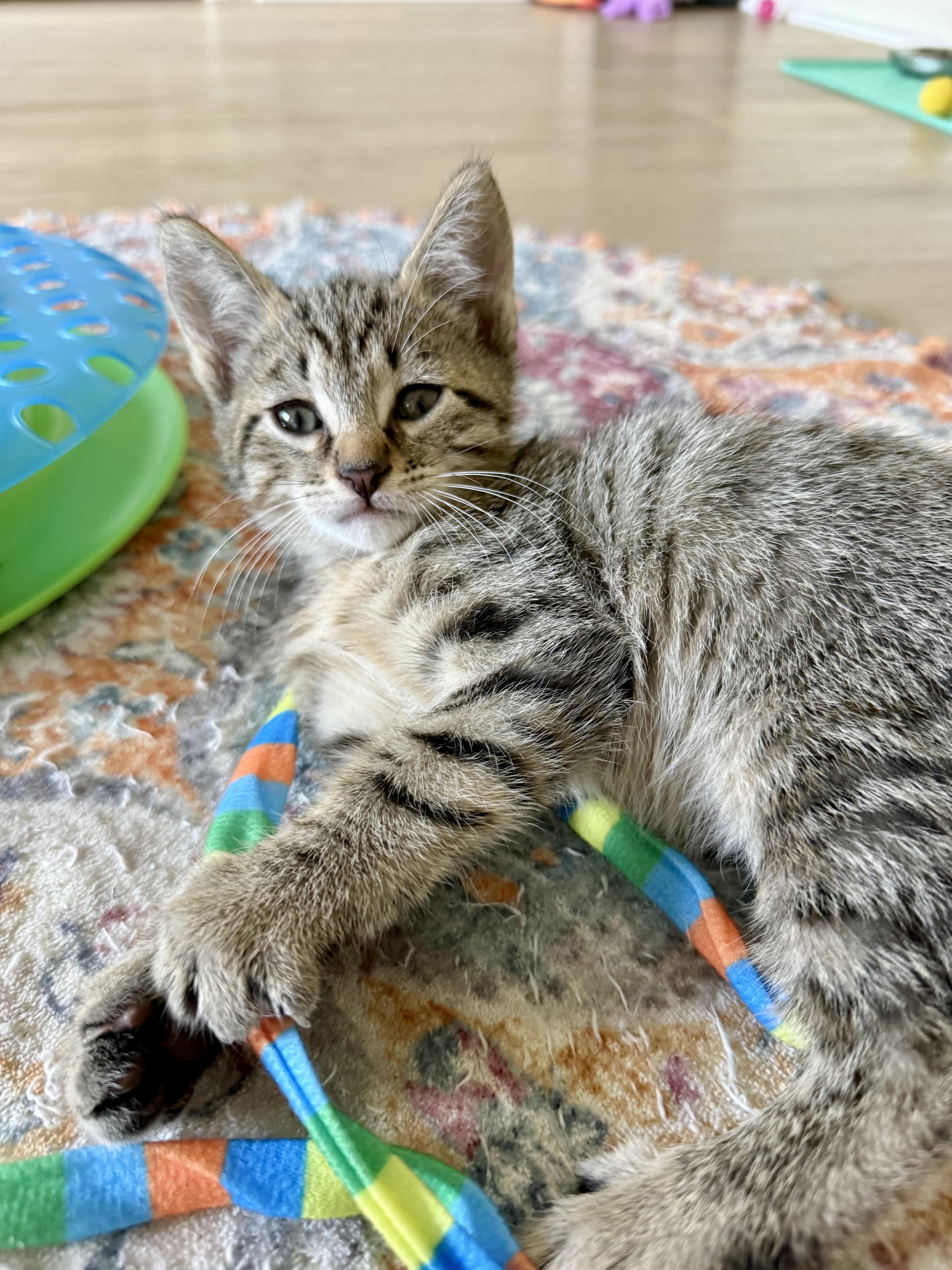 A baby medium-sized male Tabby (Tiger Striped) Domestic Short Hair cat named Jake from State Farm for adoption in Montclair, NJ