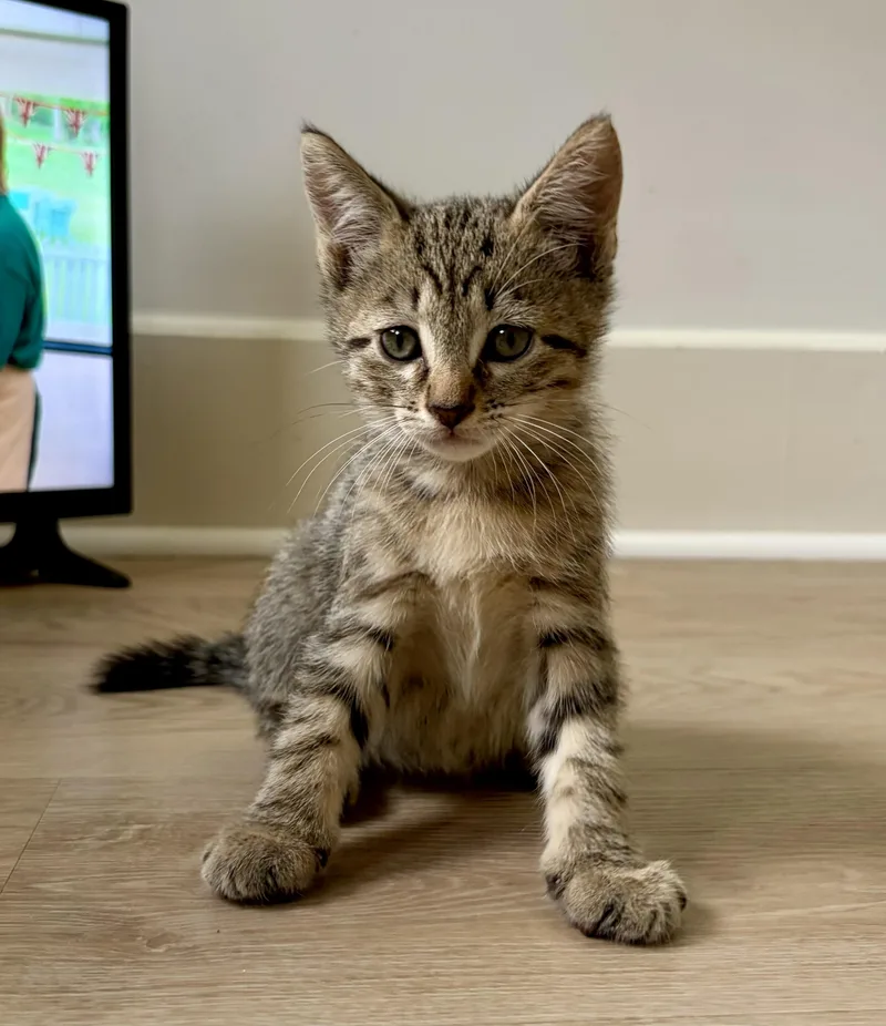 Jake from State Farm thumbnail 2