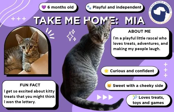 A baby medium-sized female Tabby cat named Mia for adoption in Oswego, NY
