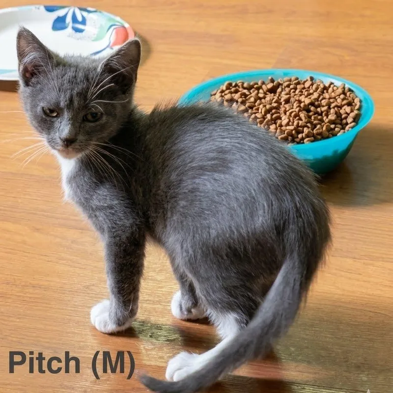 A baby medium-sized male Gray & White Domestic Short Hair cat named Pitch for adoption in Murfreesboro, TN