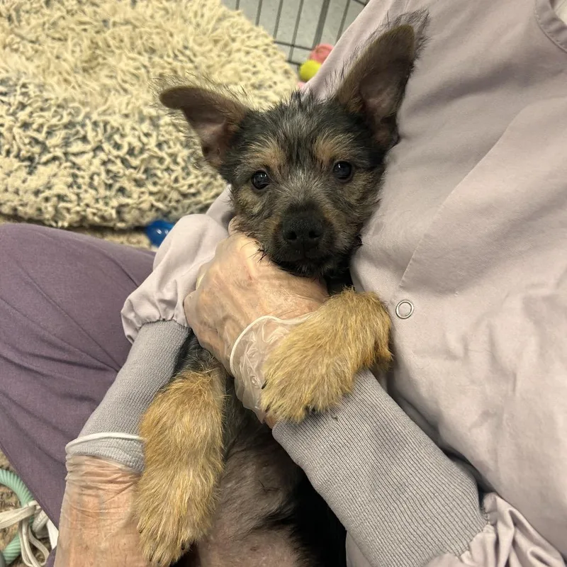 A baby small-sized male Black Mixed Breed dog named Dorset for adoption in Wheeling, IL
