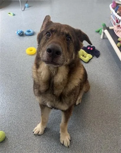 An adult large-sized male German Shepherd Dog dog named Bear for adoption in Toledo, OH