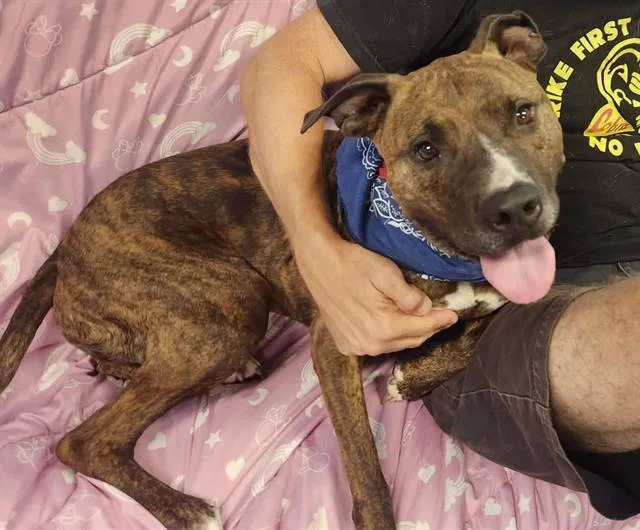 A young medium-sized female Plott Hound dog named Farley for adoption in Brunswick, GA