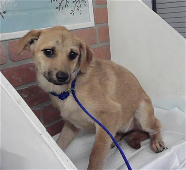 A baby medium-sized female Chihuahua dog named Pearl for adoption in Houston, TX