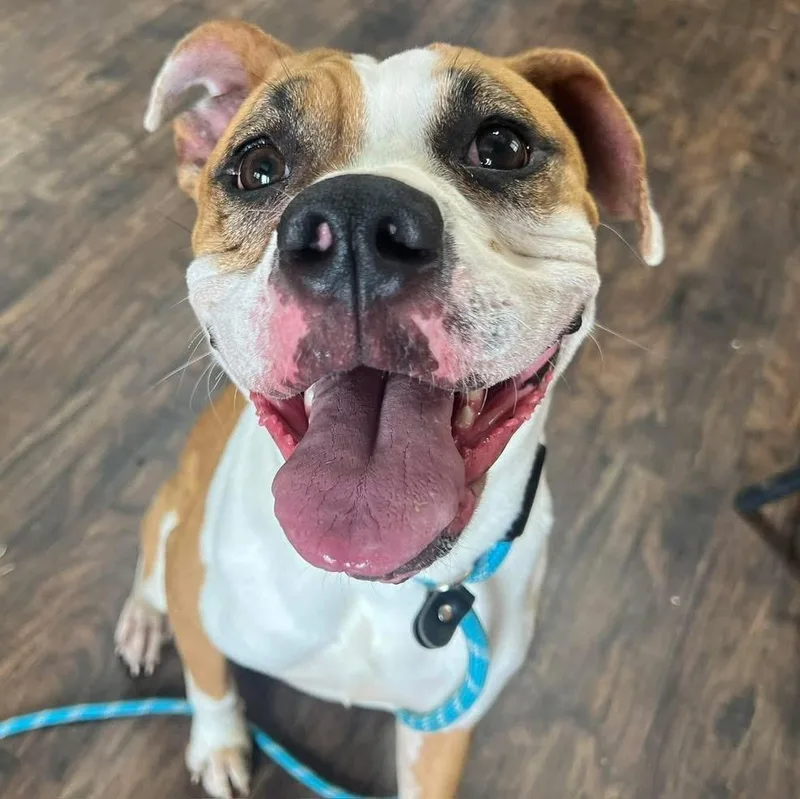 A young medium-sized female Boxer dog named Ava for adoption in Sullivan, MO