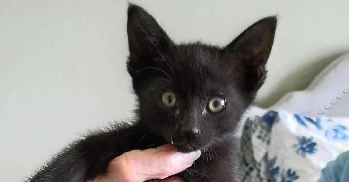 A baby small-sized female Black Domestic Short Hair cat named Jackie for adoption in Thatcher, AZ