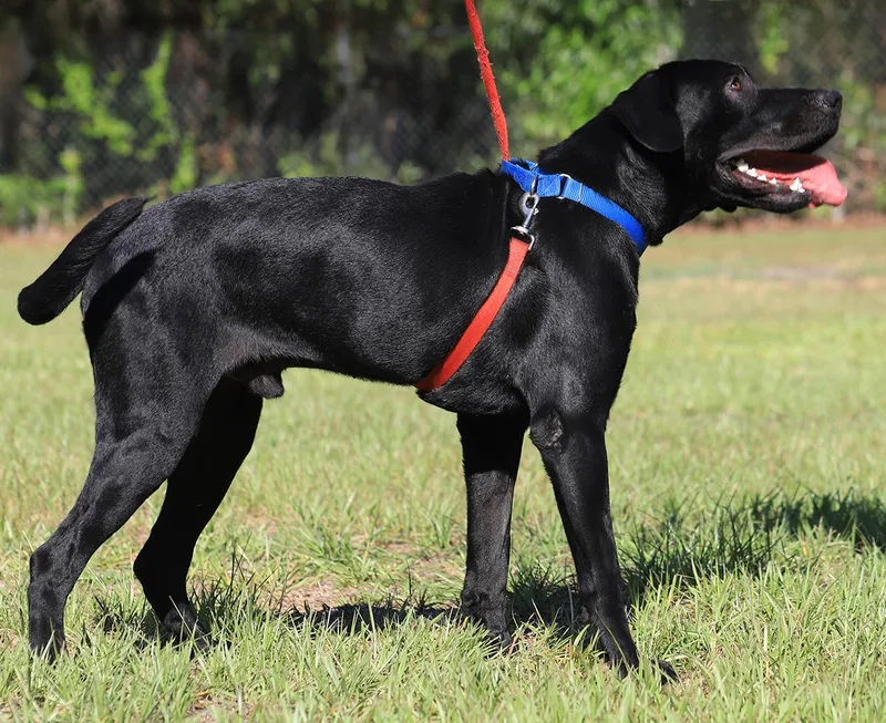 Ruger