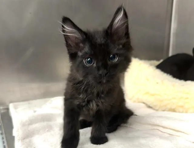 A baby small-sized male Domestic Long Hair cat named Victor for adoption in Palo Alto, CA