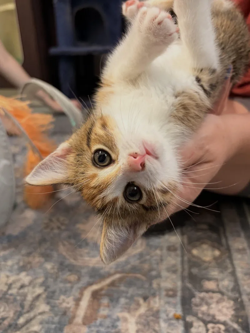 A baby small-sized female Calico Domestic Short Hair cat named Sushi for adoption in Tipp City, OH
