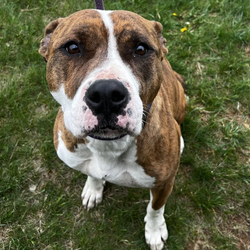 A young medium-sized female Brindle Pit Bull Terrier dog named Daisy Moo Moo for adoption in Culpeper, VA