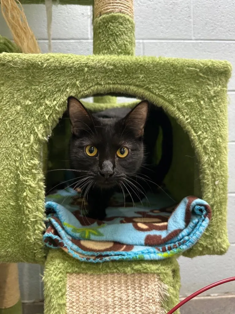 A young medium-sized female Domestic Short Hair cat named Onyx for adoption in Johnson City, TN