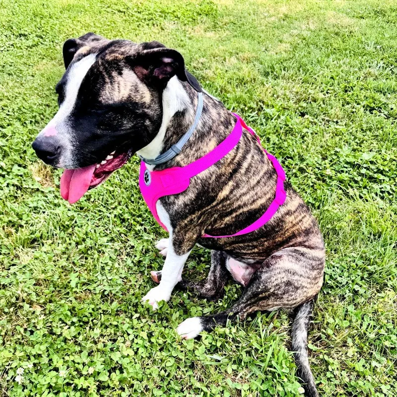 Bella