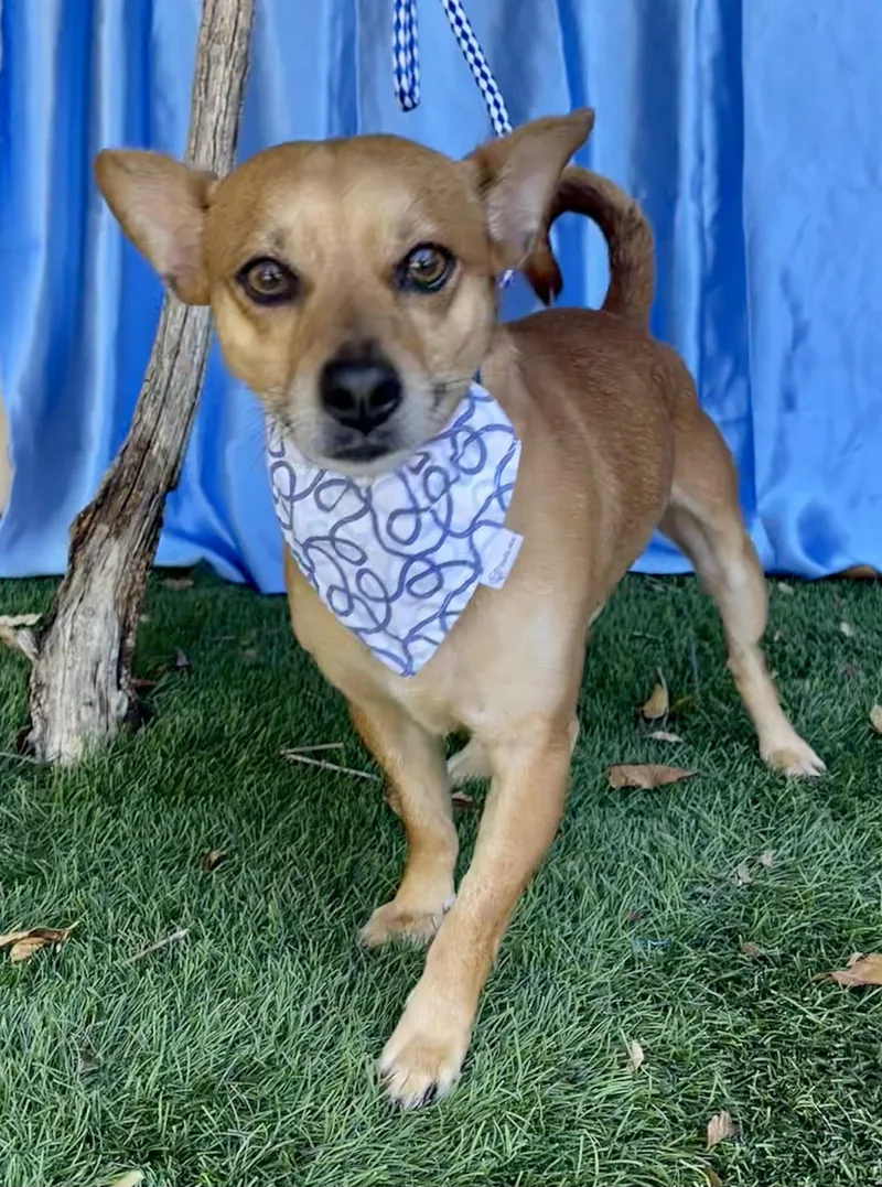 A young small-sized male Chihuahua dog named Bowie for adoption in Rowland Heights, CA