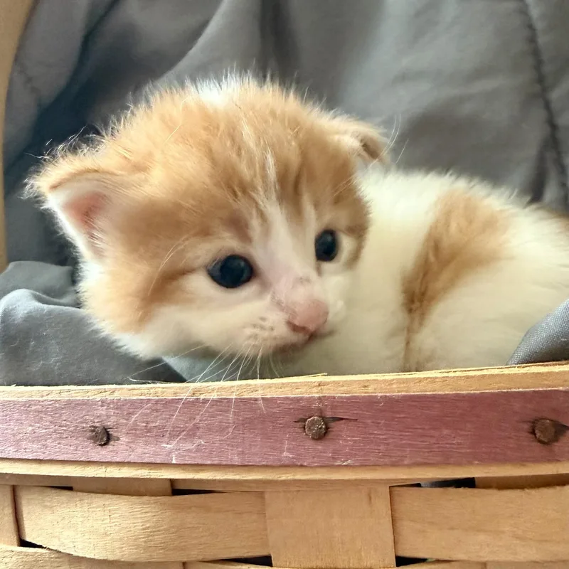 A baby medium-sized male White Domestic Short Hair cat named Thor for adoption in Lake Forest, IL