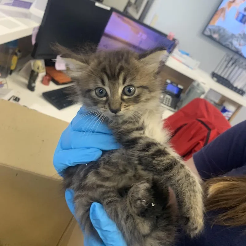 A baby small-sized male Gray / Blue / Silver Domestic Medium Hair cat named Aleppo for adoption in West Palm Beach, FL