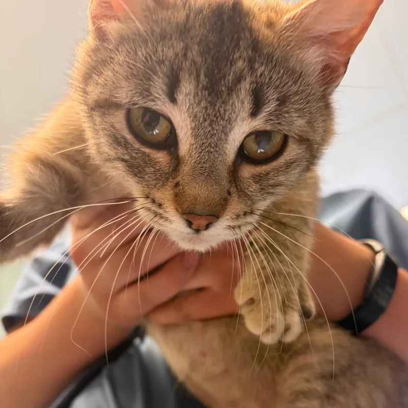 A young medium-sized female Torbie Domestic Short Hair cat named Maple for adoption in Waukesha, WI