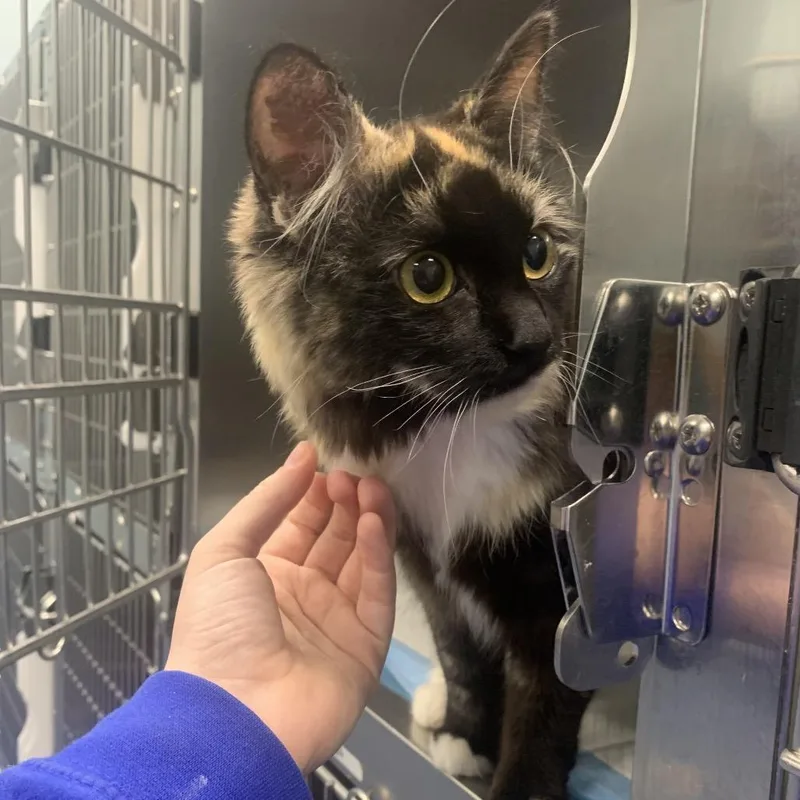 An adult medium-sized female Calico Domestic Long Hair cat named Jigsaw Puzzle for adoption in Greensboro, NC