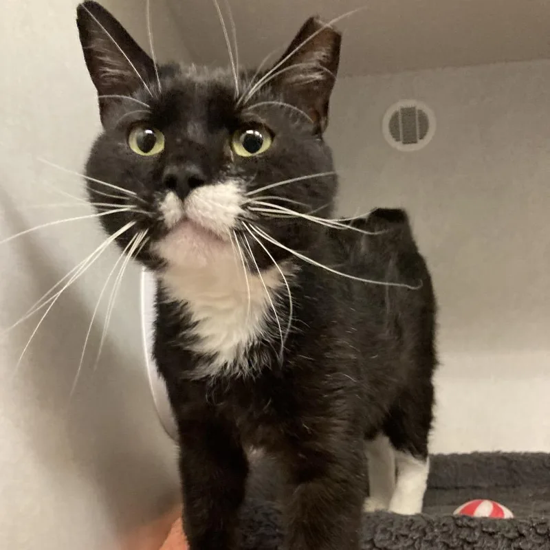 An adult medium-sized male Black Domestic Short Hair cat named William for adoption in Dayton, OH