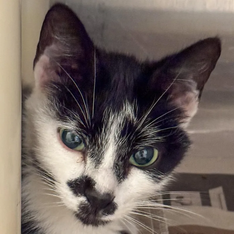 An adult small-sized female White Domestic Short Hair cat named Jasmine for adoption in Kennebunk, ME