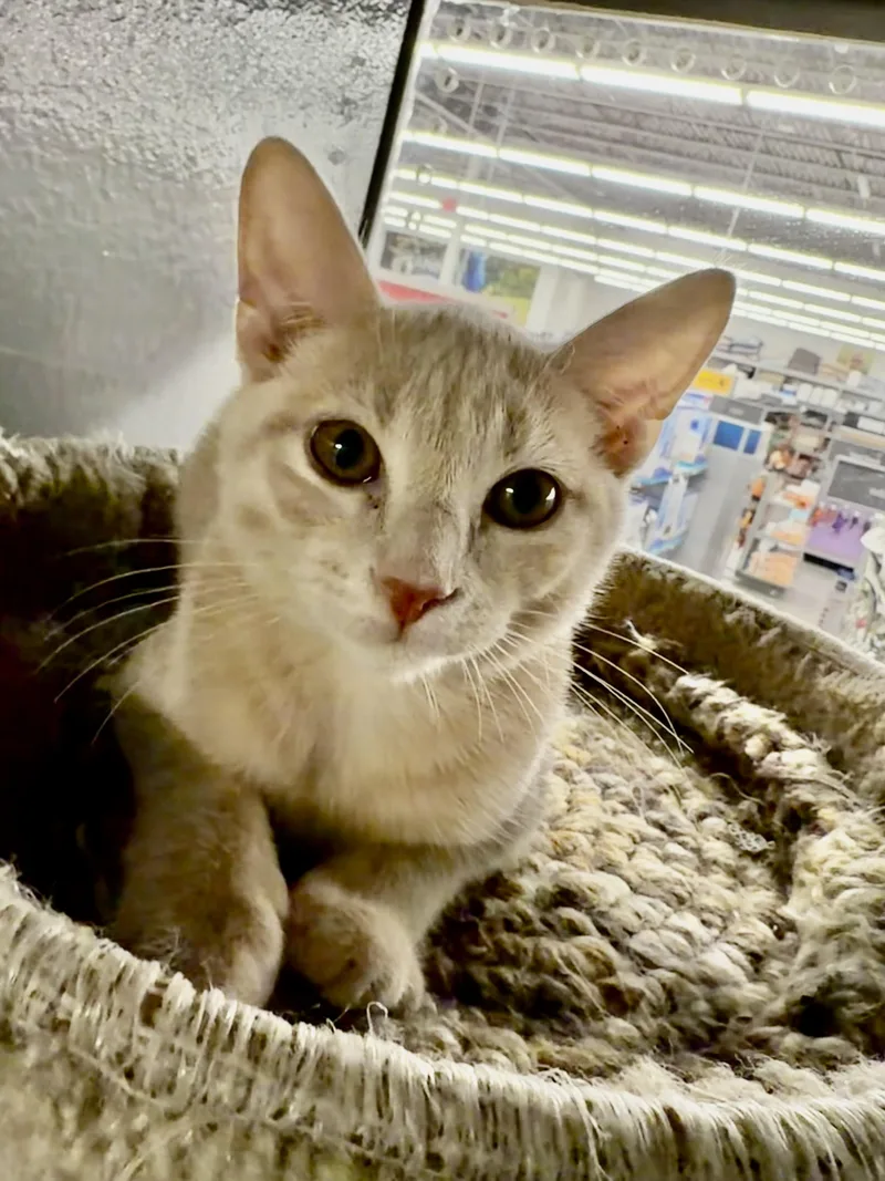 A baby small-sized male Buff / Tan / Fawn Domestic Short Hair cat named Crawler Riley Fuzzell for adoption in Spring, TX