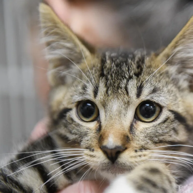 A baby small-sized male Brown / Chocolate Domestic Short Hair cat named Darcy for adoption in Redwood City, CA