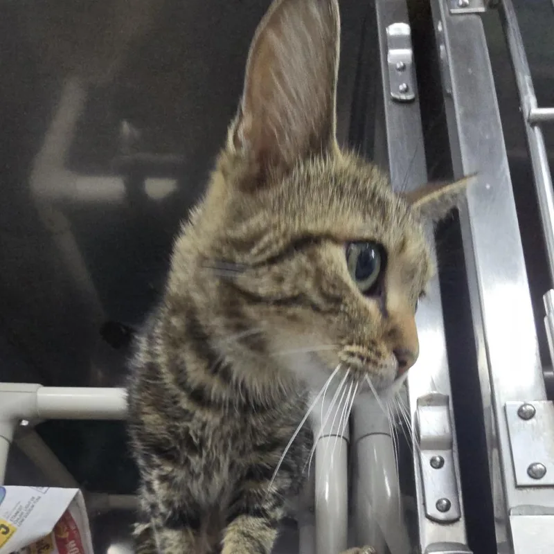 A young medium-sized female Brown / Chocolate Domestic Short Hair cat named Dory for adoption in Yanceyville, NC