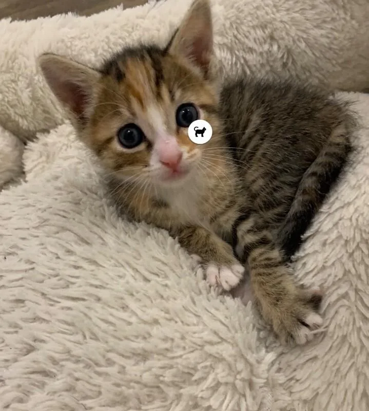 A baby medium-sized female Orange / Red Tabby cat named Honeybun Snack Pack for adoption in Anthem, AZ