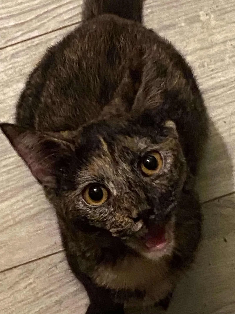 An adult medium-sized female Calico Domestic Short Hair cat named Annabelle "annie" for adoption in Charlotte, NC