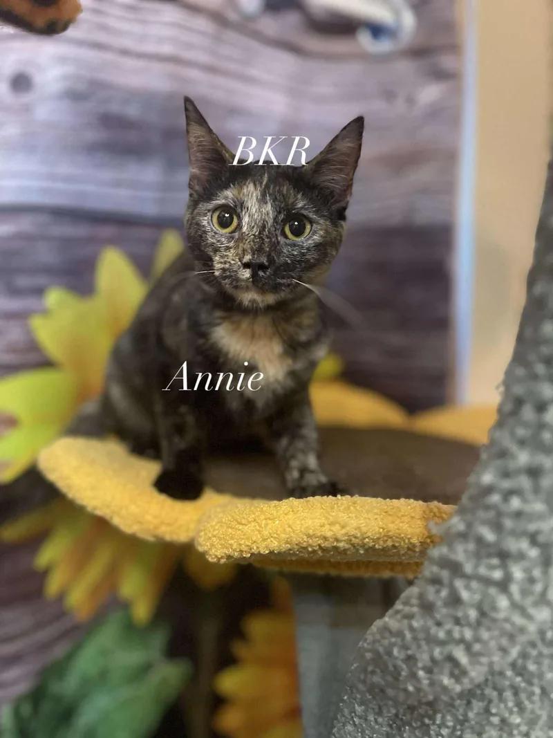 Annabelle "annie" thumbnail 4