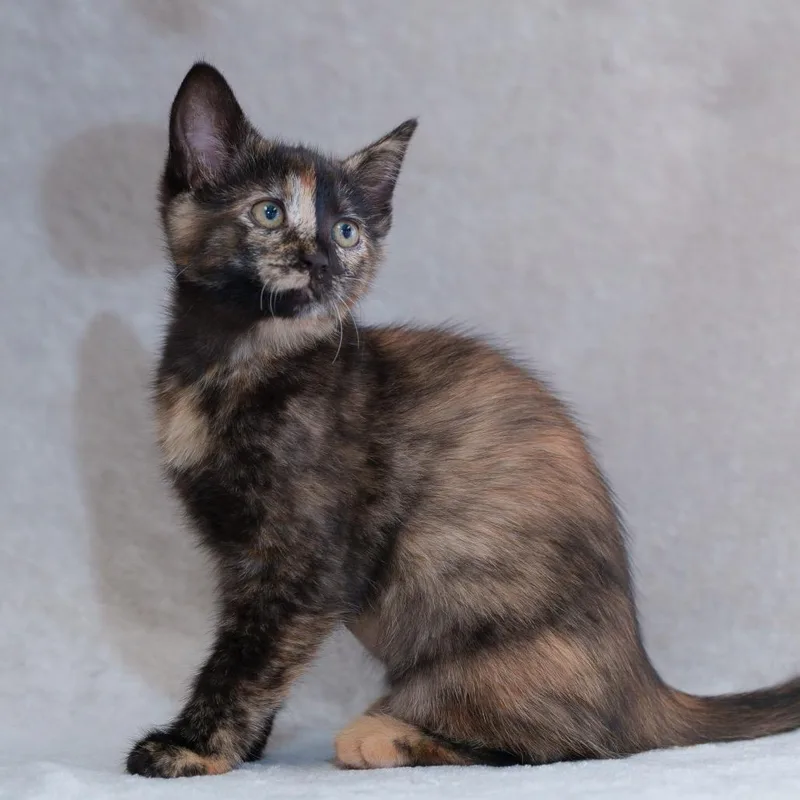 A baby small-sized female Tortoiseshell Domestic Short Hair cat named Olivia for adoption in Sunnyvale, CA