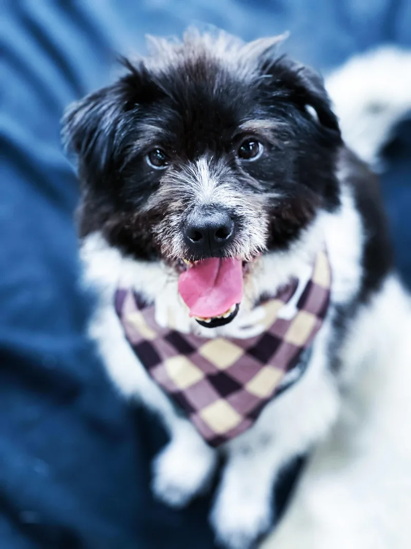 Oreodian Dian thumbnail 2