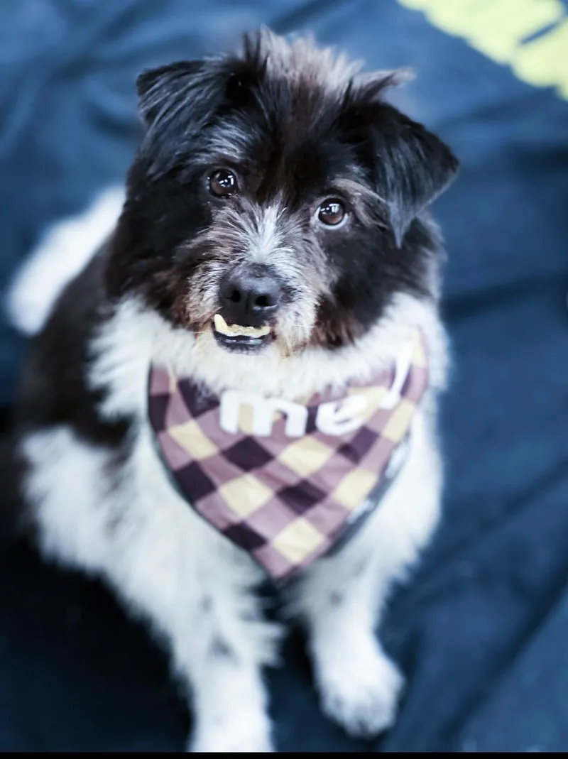 Oreodian Dian thumbnail 3