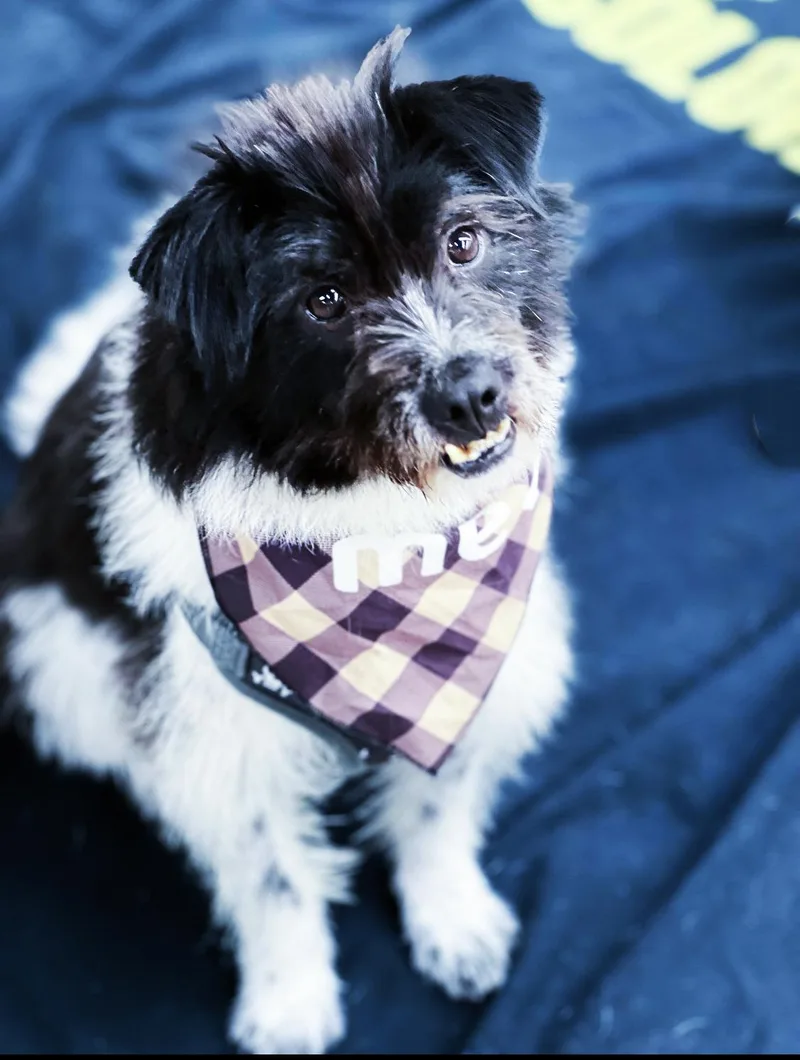 Oreodian Dian thumbnail 4