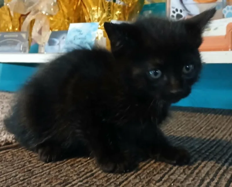 A baby small-sized male Domestic Medium Hair cat named Jones for adoption in Crocker, MO