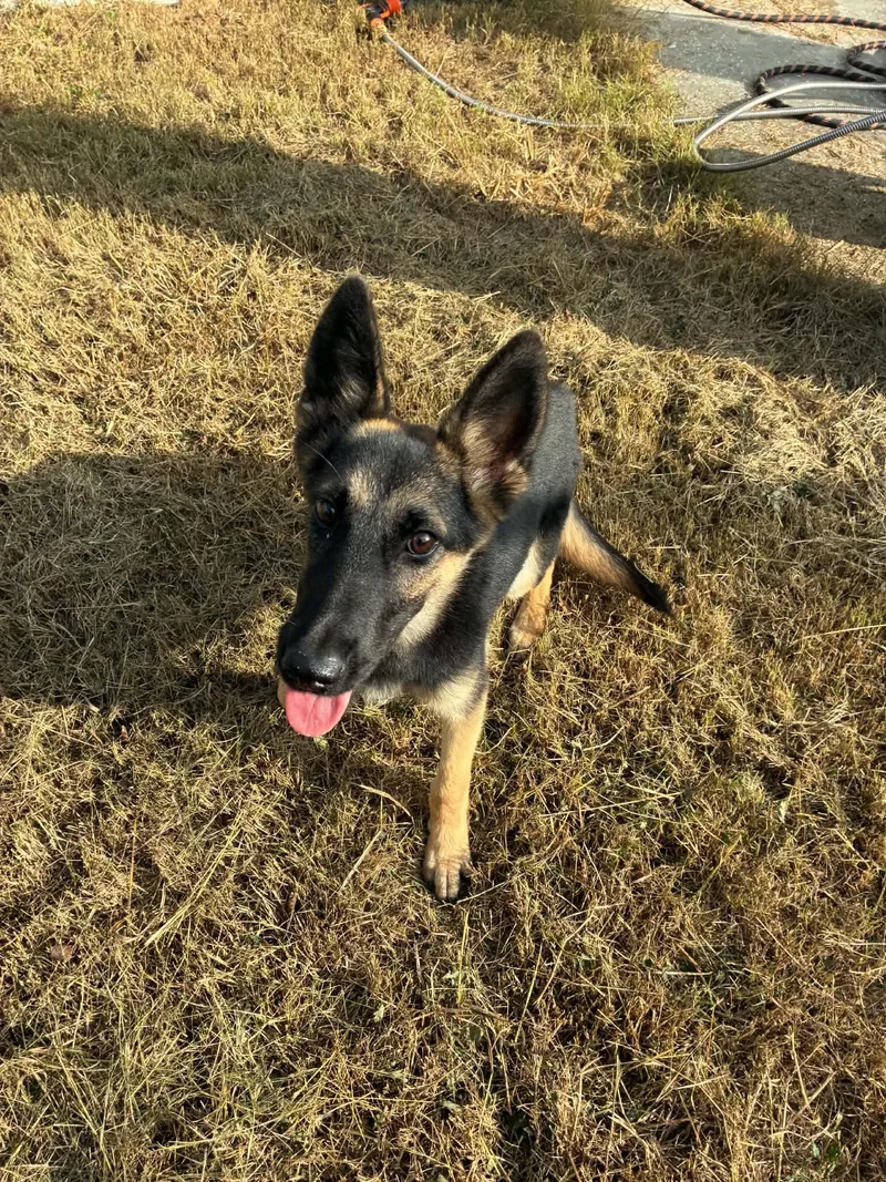 A baby large-sized female Tricolor (Brown, Black, & White) German Shepherd Dog dog named Jesse for adoption in Greeneville , TN