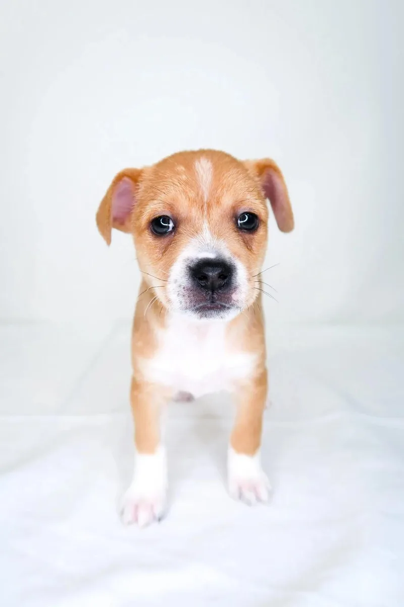 Bumblebee thumbnail 2