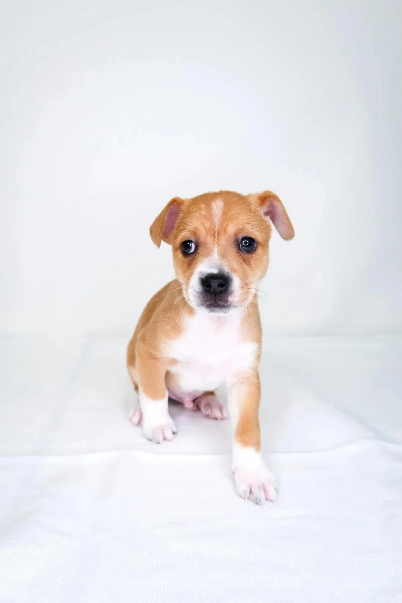 Bumblebee thumbnail 3