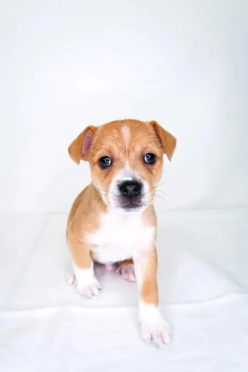 Bumblebee thumbnail 4