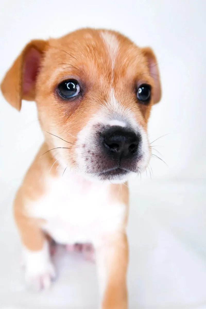 Bumblebee thumbnail 5