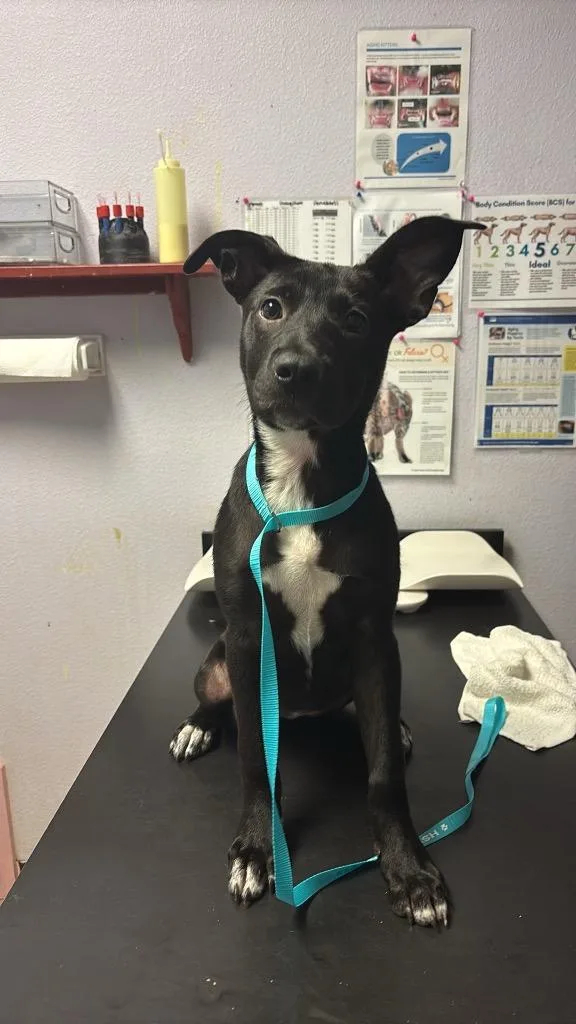 A baby medium-sized female Terrier dog named Helena for adoption in New Braunfels, TX
