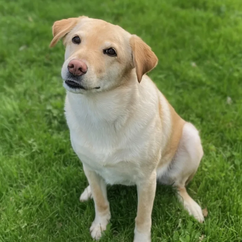 An adult medium-sized female Yellow / Tan / Blond / Fawn Labrador Retriever dog named Sirena for adoption in Potomac, MD