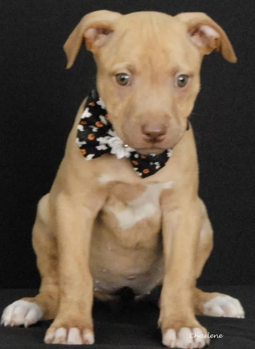 A baby medium-sized female Boxer dog named Keesha for adoption in Newland, NC