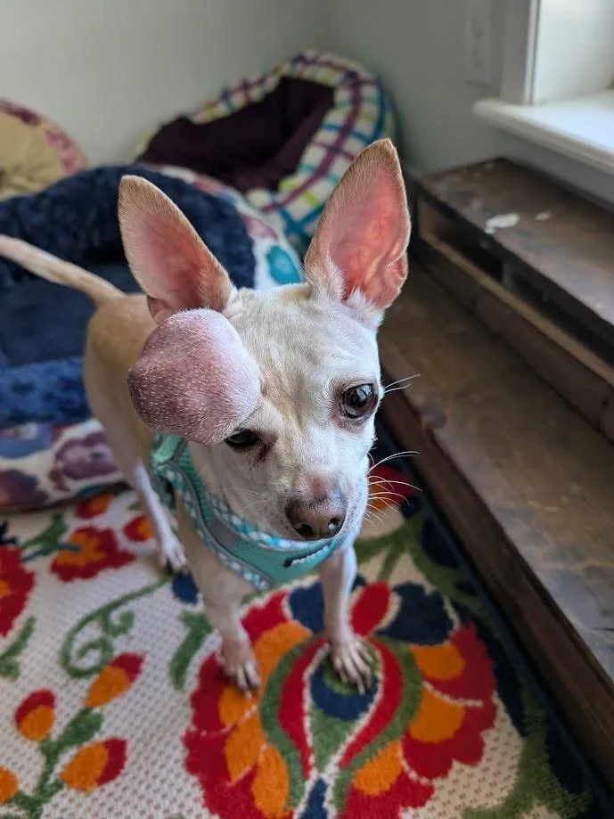 Calliope thumbnail 2